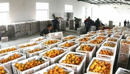 湖北丹江口市27萬(wàn)多噸豐收柑橘基本銷(xiāo)售完畢，果農(nóng)增收助力鄉(xiāng)村振興