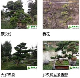 九宮格專注中小企業網絡營銷，助力溫江蜀綠苗木園藝場互聯網轉型