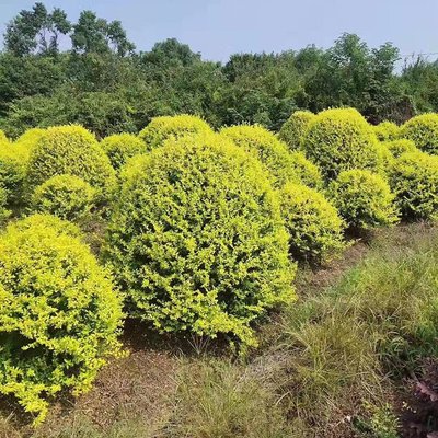 金森汝貞球 湖南苗木基地的精品苗木批發與農副產品銷售