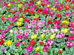 青州市樹慶花卉苗木專業(yè)合作社 山東草花種植基地的繁榮之路