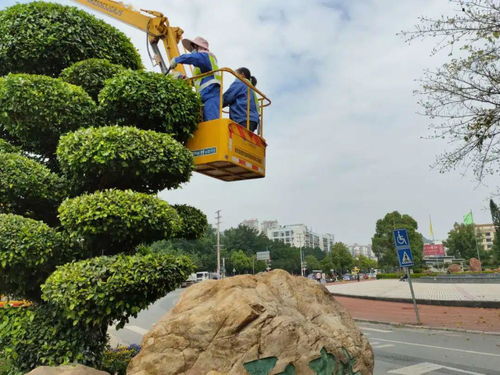 賀州顏值 綠意盎然的背后，是那一雙雙種樹護林的手