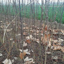 絳縣澤森苗木種植專業(yè)合作社 打造綠色精品，引領(lǐng)農(nóng)副產(chǎn)品銷售新篇章