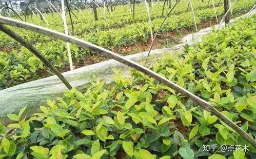 苗木種植新風口 果實經(jīng)濟與生態(tài)雙贏的經(jīng)營之道