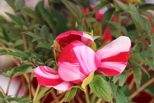 景山偶遇 盆景之韻，方寸間的自然華章